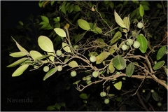 Atalantia racemosa